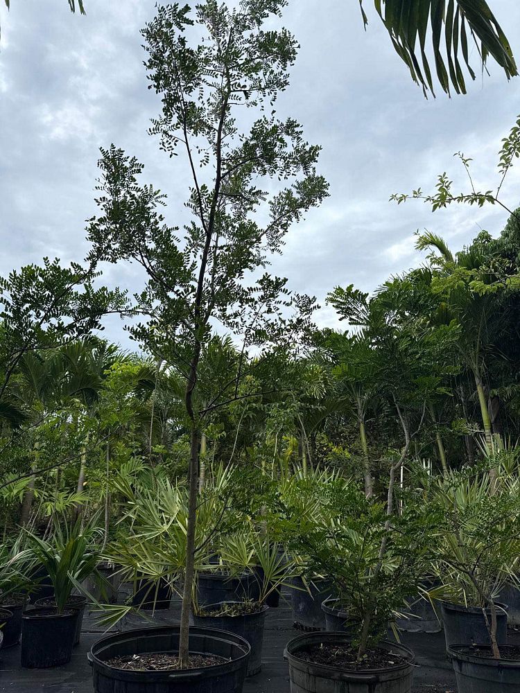 acacia-choriophylla-cinnecord