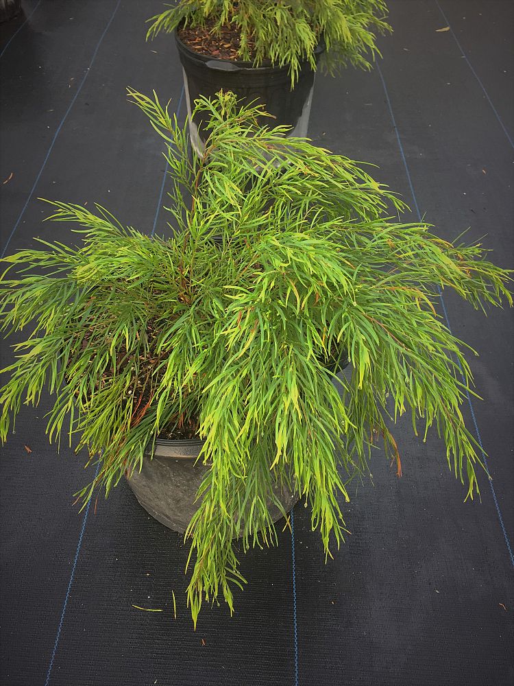 acacia-cognata-accog01-river-wattle-bower-wattle-acacia-cognata-cousin-itt