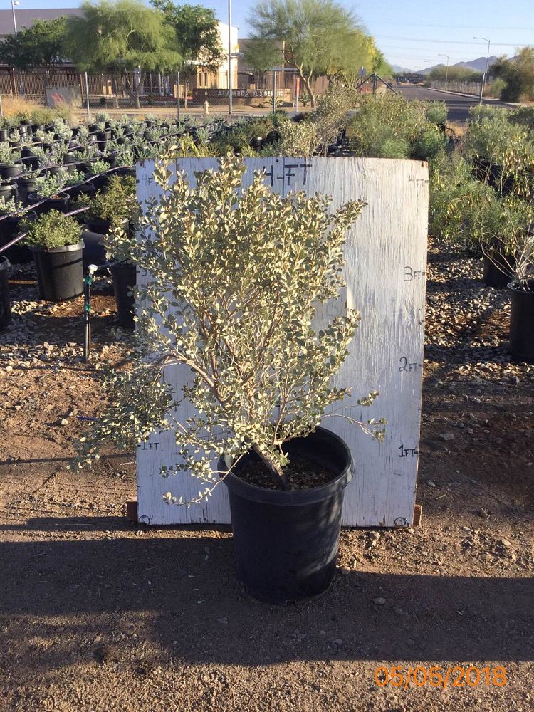 Arizona WholeSale Growers