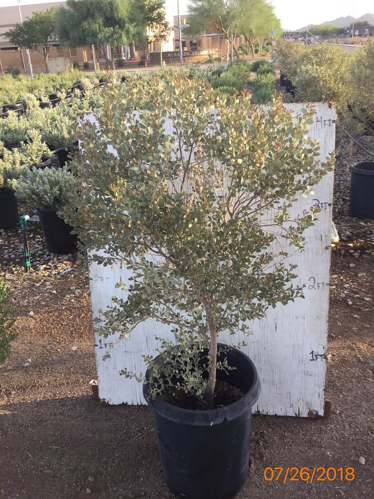 Arizona WholeSale Growers