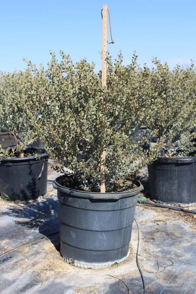 acacia-craspedocarpa-leather-leaf-acacia