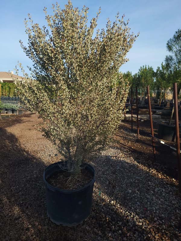 acacia-craspedocarpa-leather-leaf-acacia