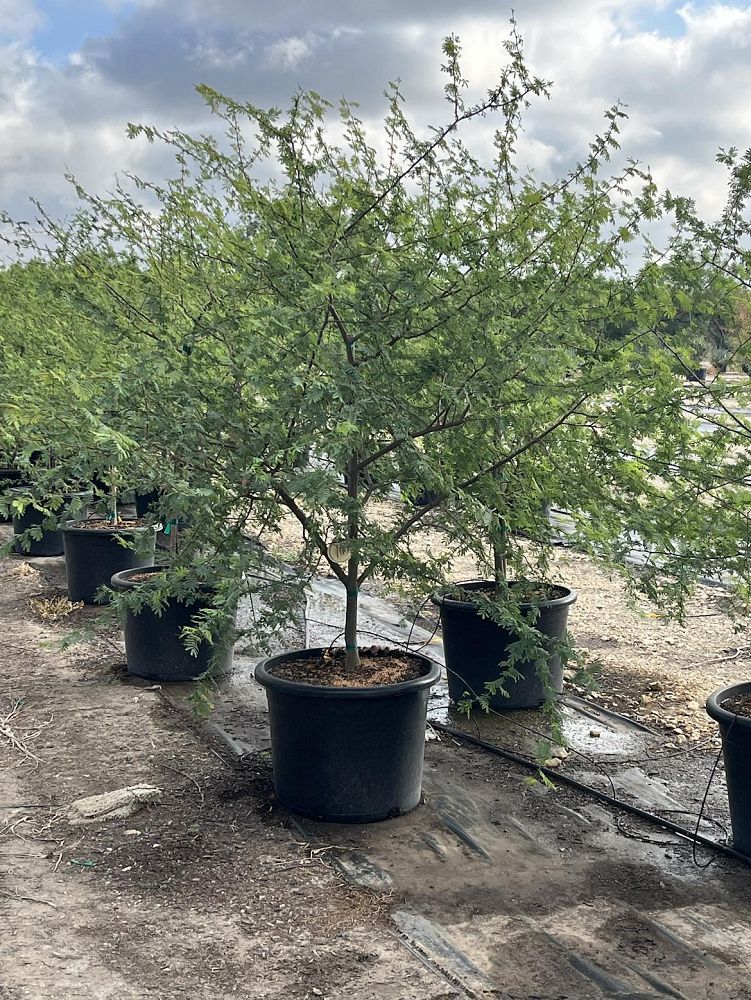acacia-farnesiana-farnesiana