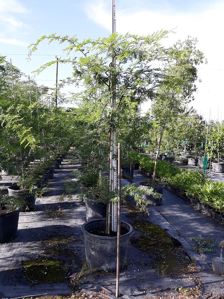 acacia-farnesiana-sweet-acacia