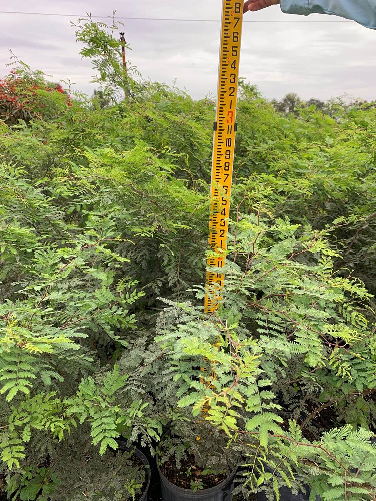 acacia-farnesiana-sweet-acacia