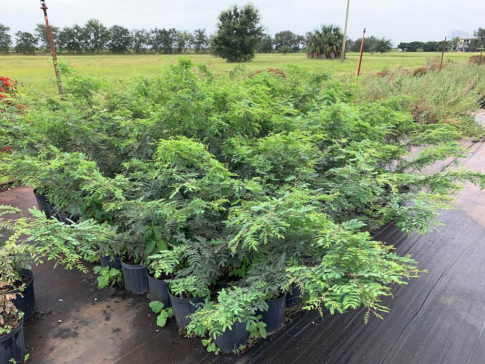 acacia-farnesiana-sweet-acacia
