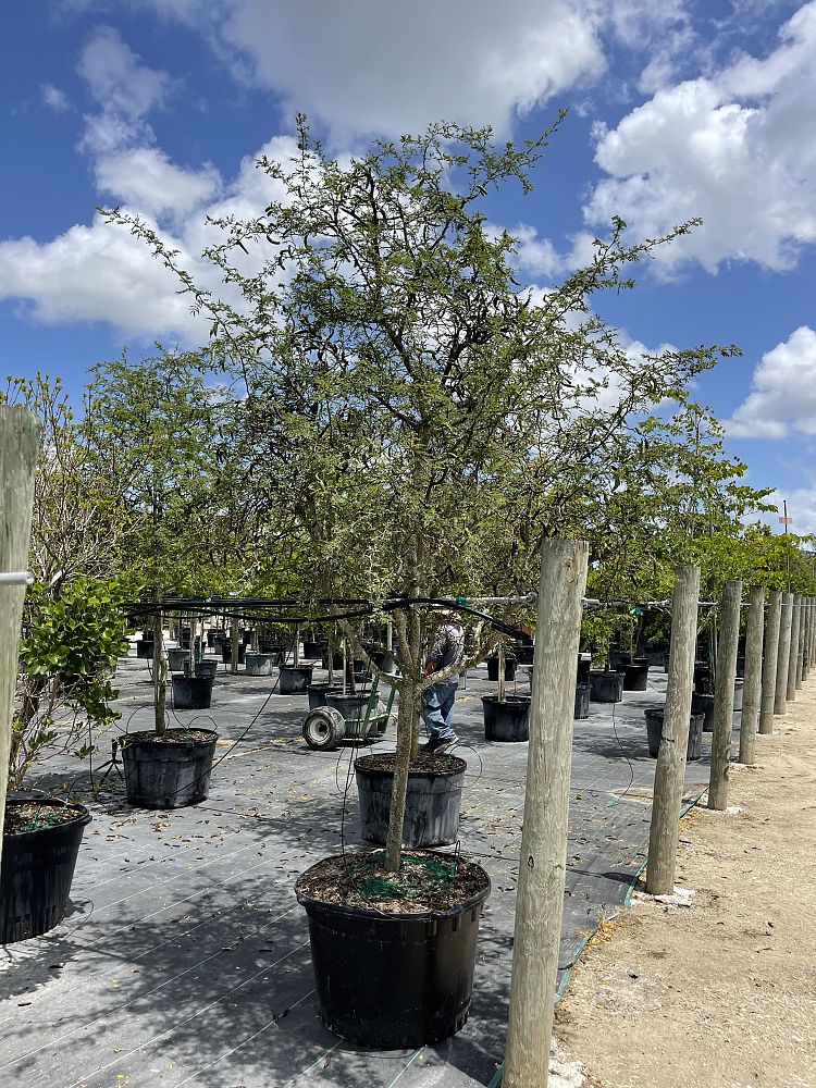 acacia-farnesiana-sweet-acacia