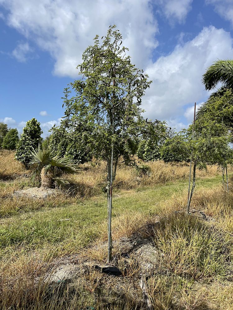 acacia-farnesiana-sweet-acacia