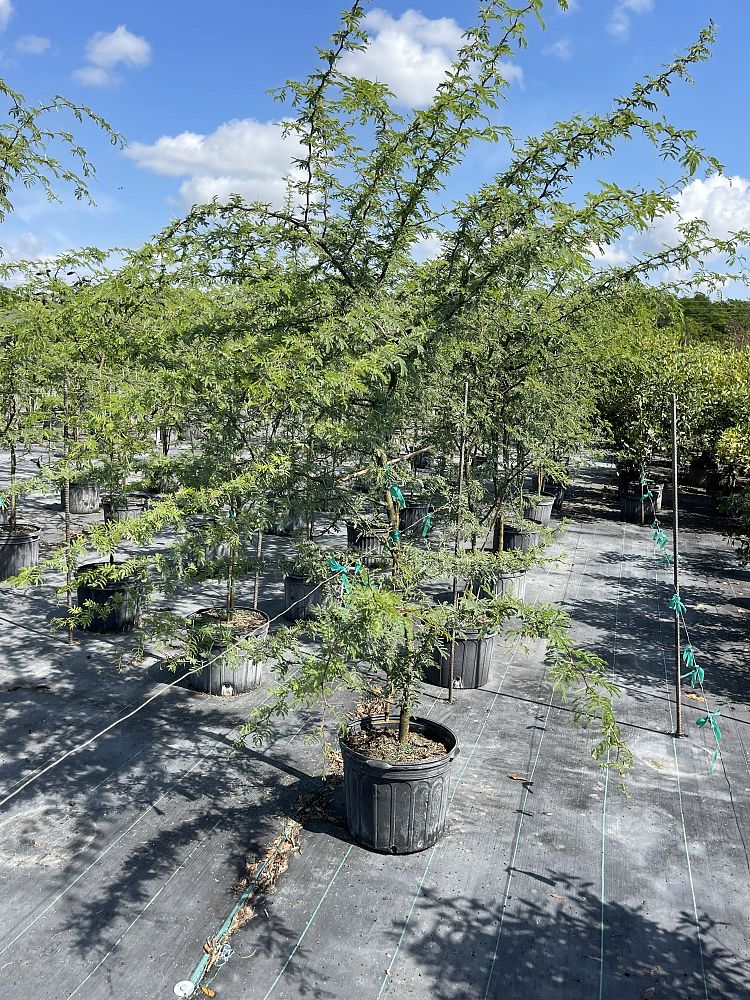 acacia-farnesiana-sweet-acacia