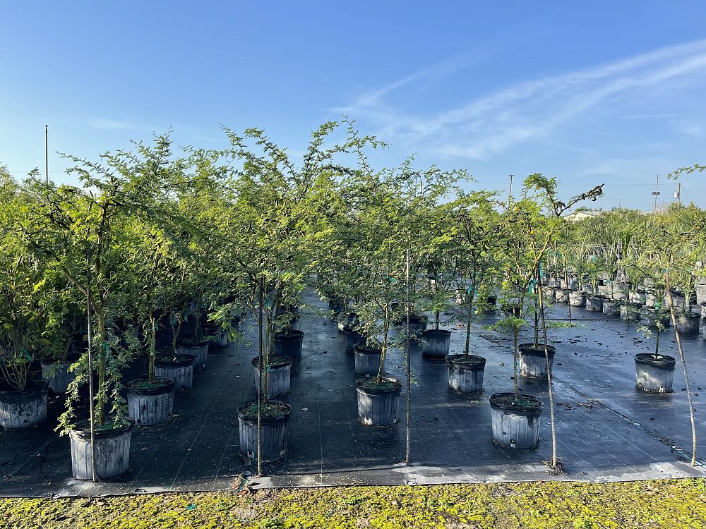 acacia-farnesiana-sweet-acacia