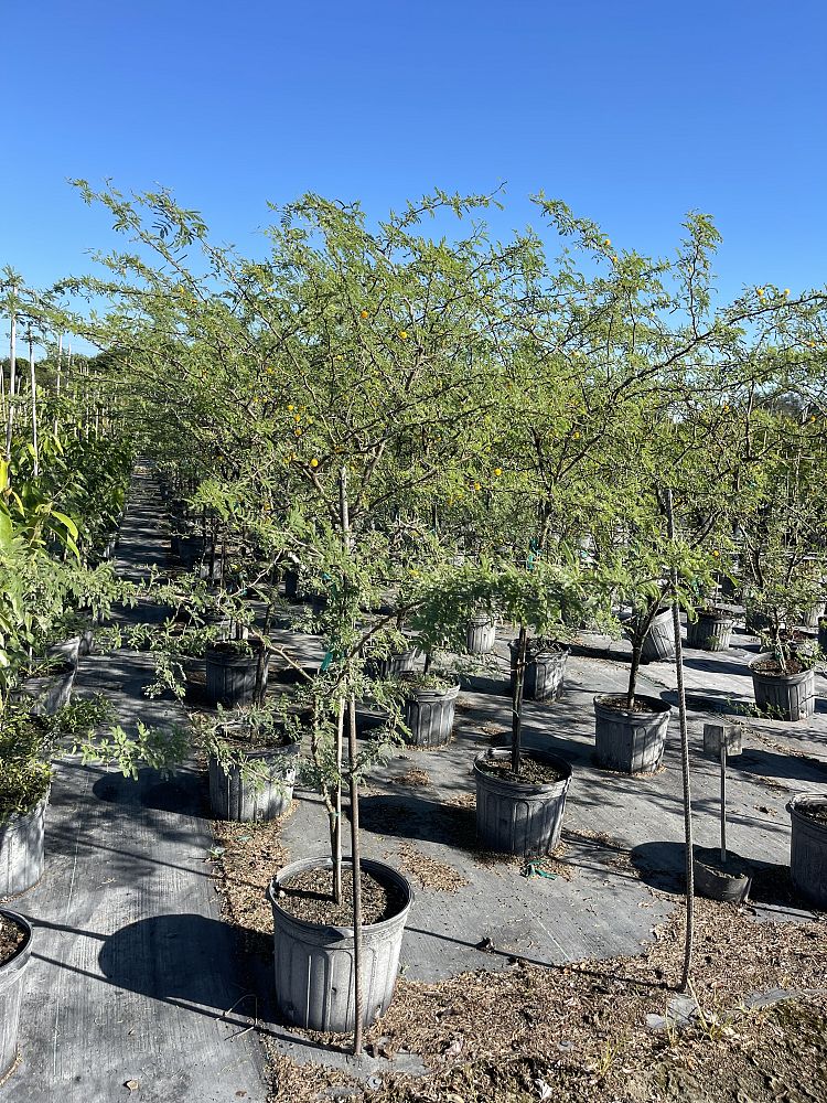 acacia-farnesiana-sweet-acacia