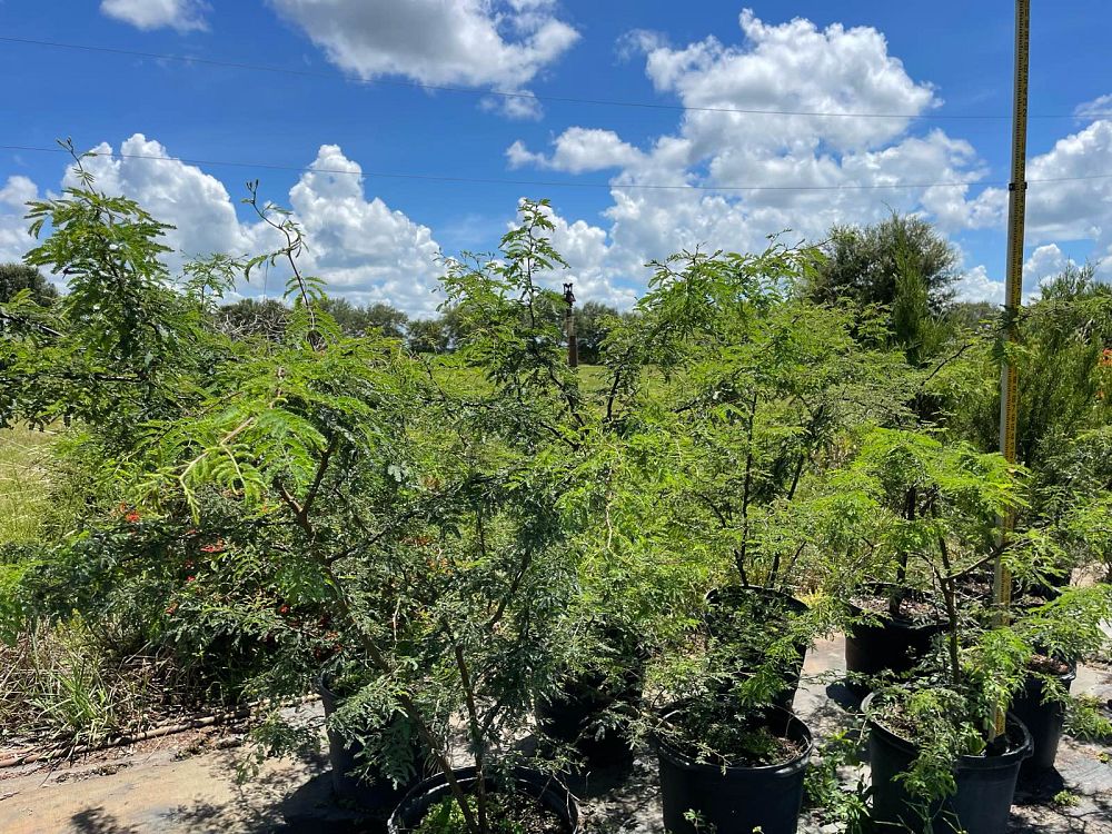 acacia-farnesiana-sweet-acacia