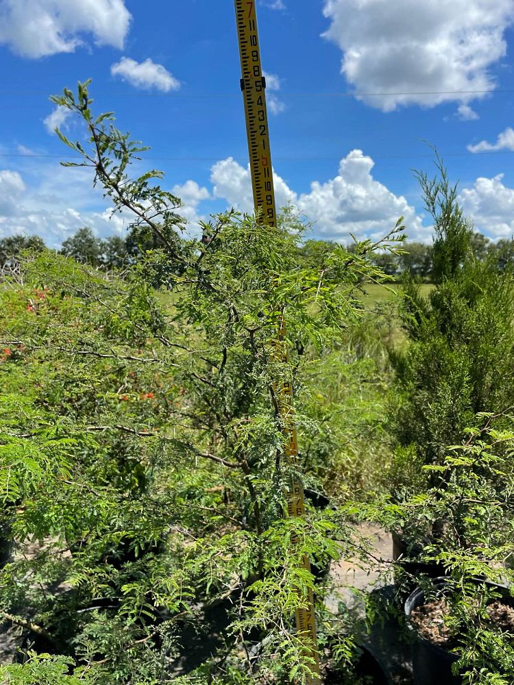 acacia-farnesiana-sweet-acacia