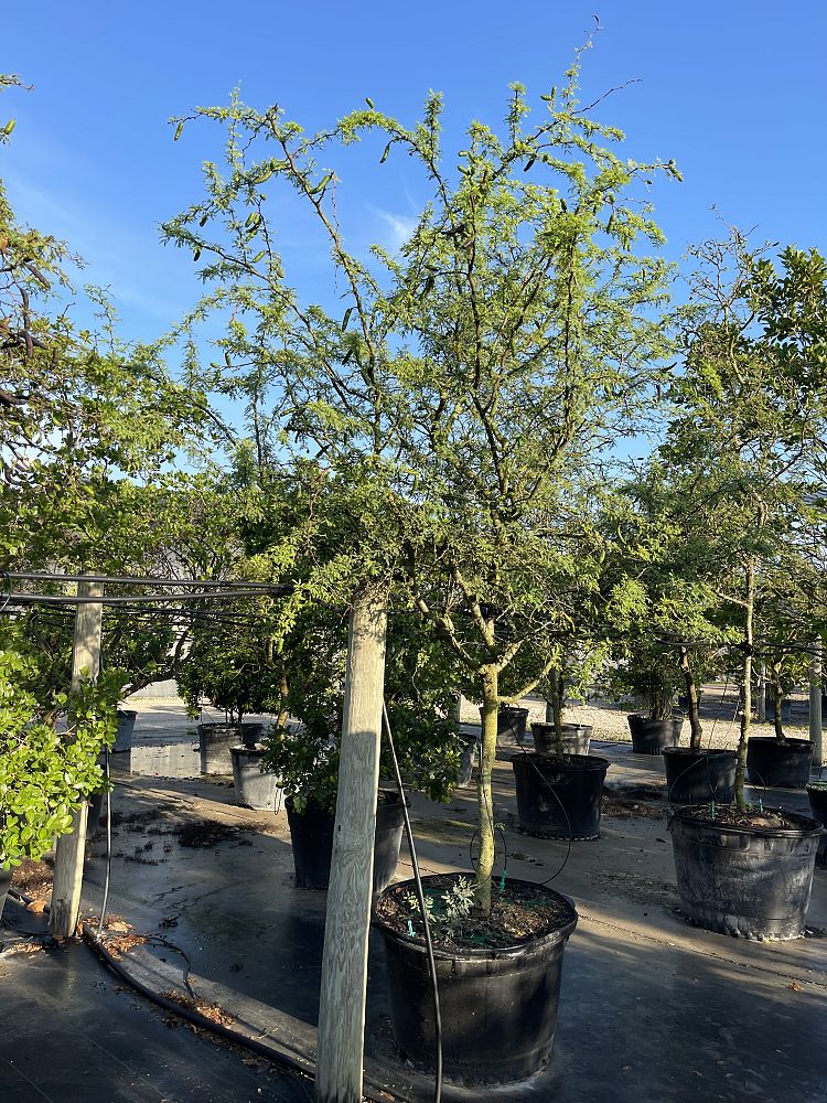 acacia-farnesiana-sweet-acacia