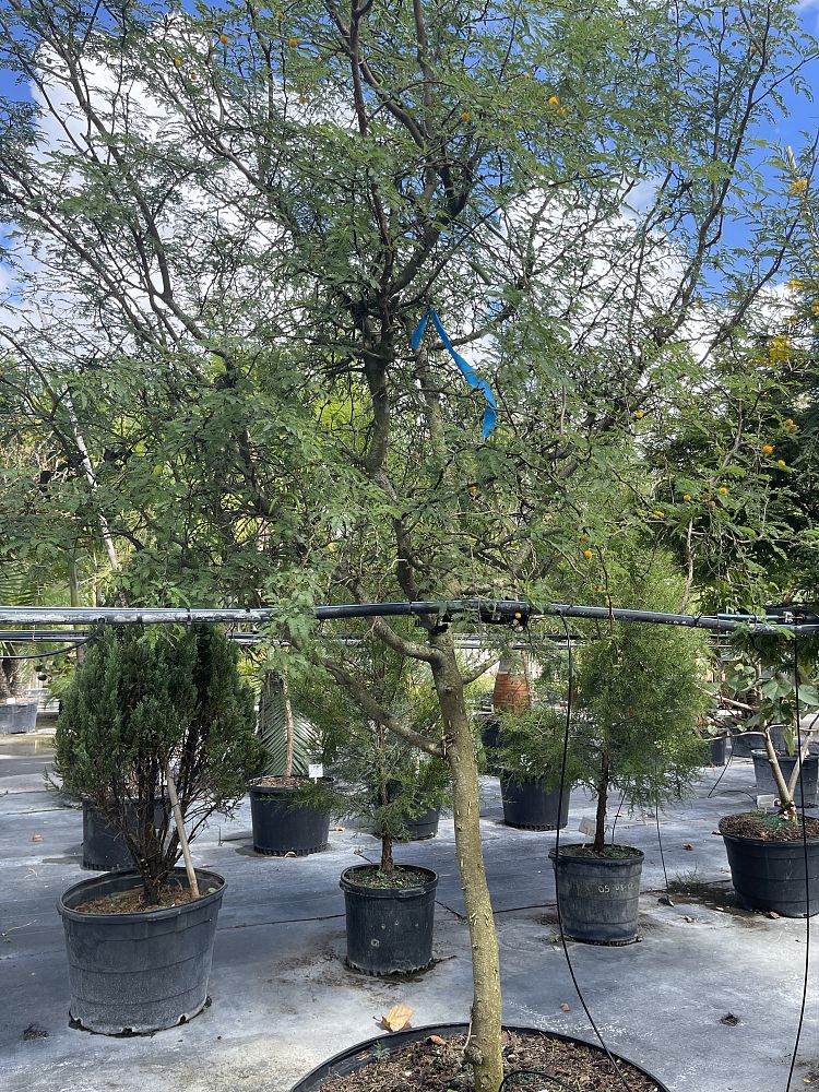 acacia-farnesiana-sweet-acacia