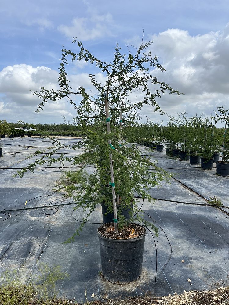 acacia-farnesiana-sweet-acacia
