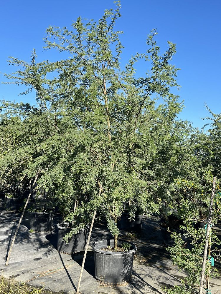 acacia-farnesiana-sweet-acacia