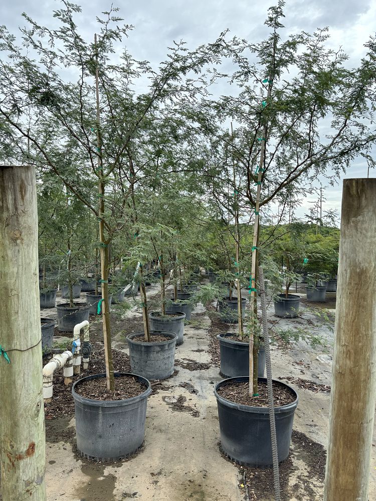 acacia-farnesiana-sweet-acacia