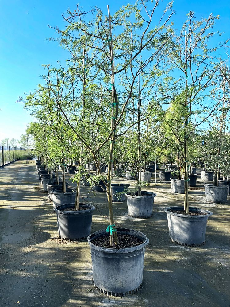 acacia-farnesiana-sweet-acacia