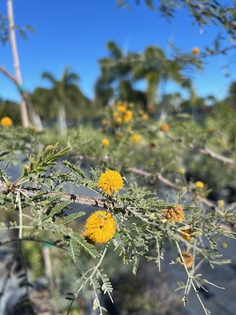 acacia-farnesiana-sweet-acacia