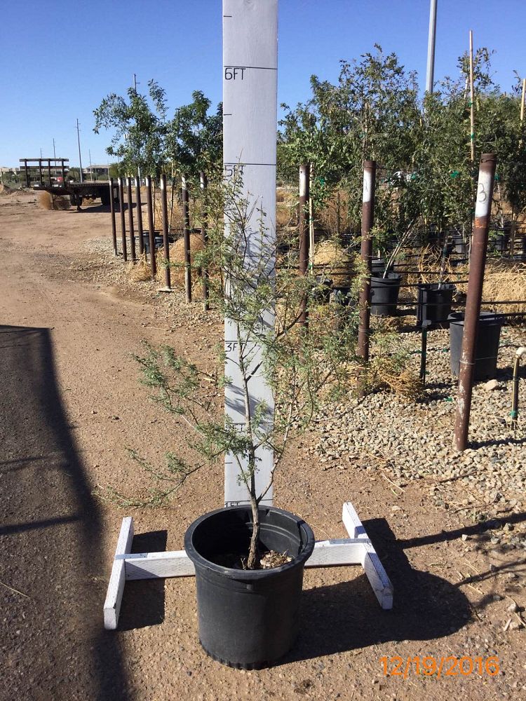 Arizona WholeSale Growers