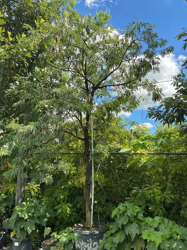acacia-pycnantha-golden-wattle