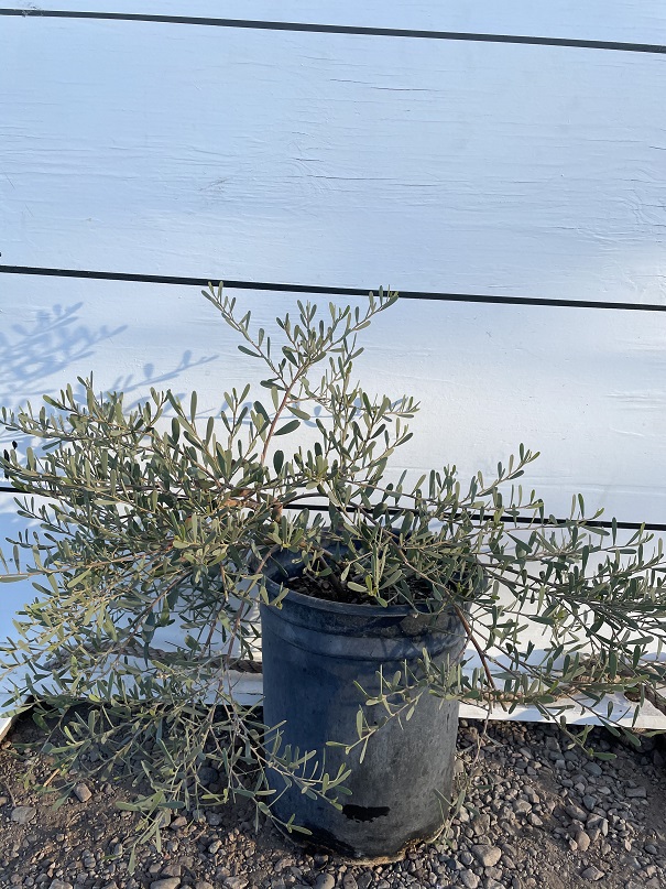 acacia-redolens-low-boy