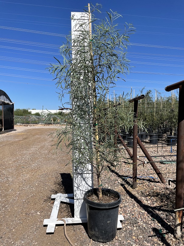 acacia-salicina-willow-acacia