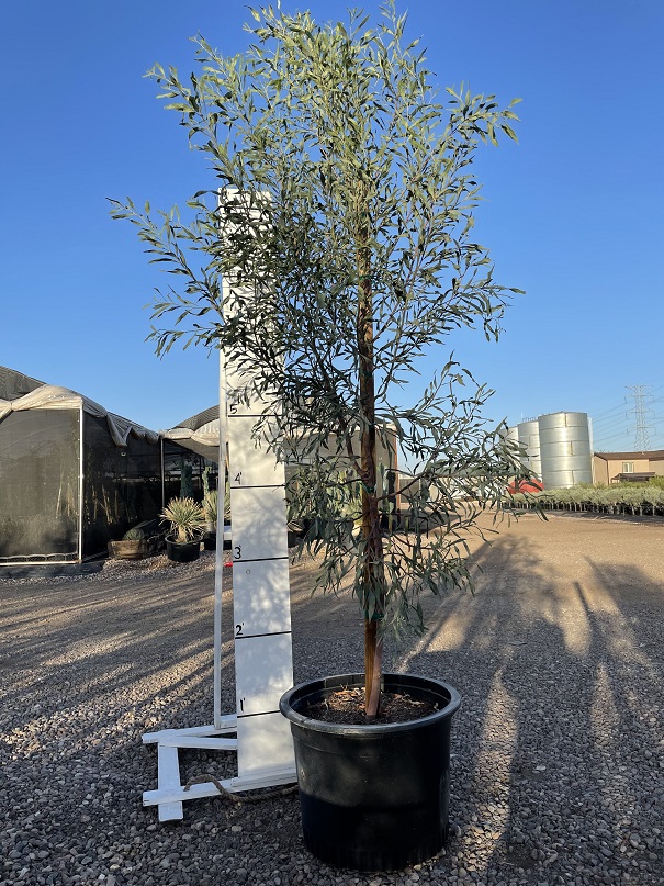acacia-salicina-willow-acacia