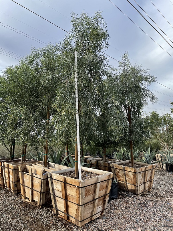 acacia-salicina-willow-acacia