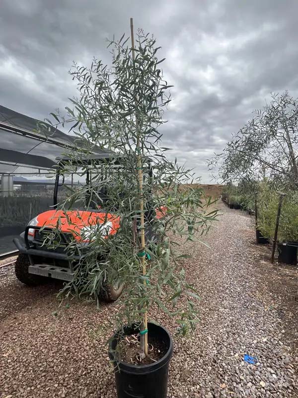 acacia-salicina-willow-acacia