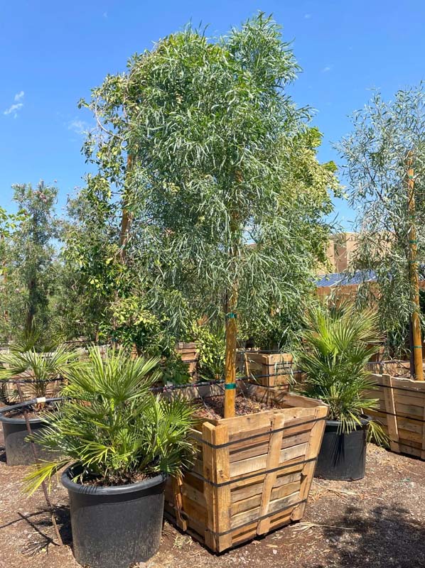acacia-salicina-willow-acacia