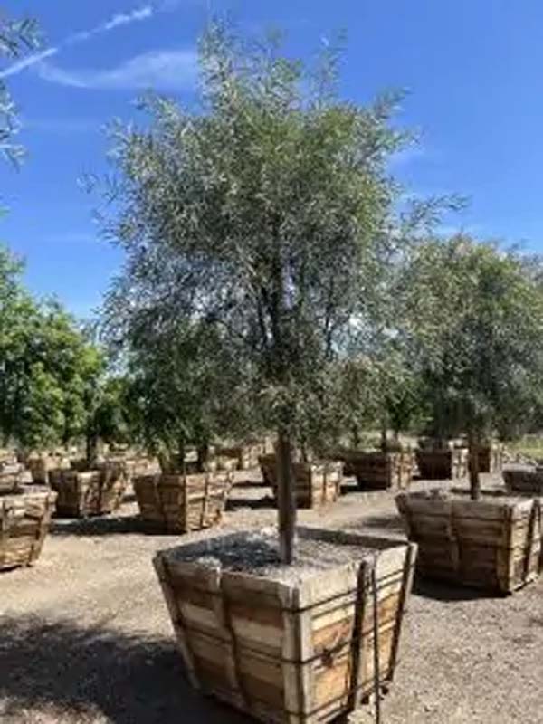 acacia-salicina-willow-acacia