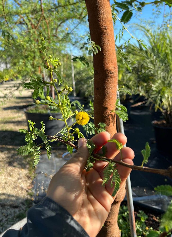 acacia-seyal