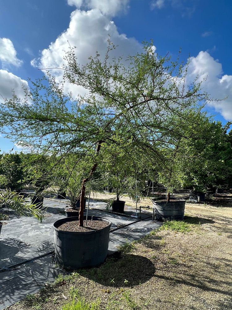 acacia-seyal