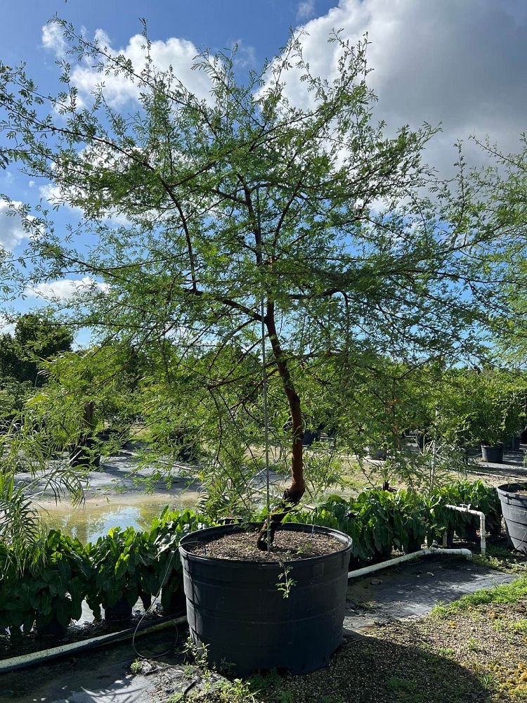 acacia-seyal