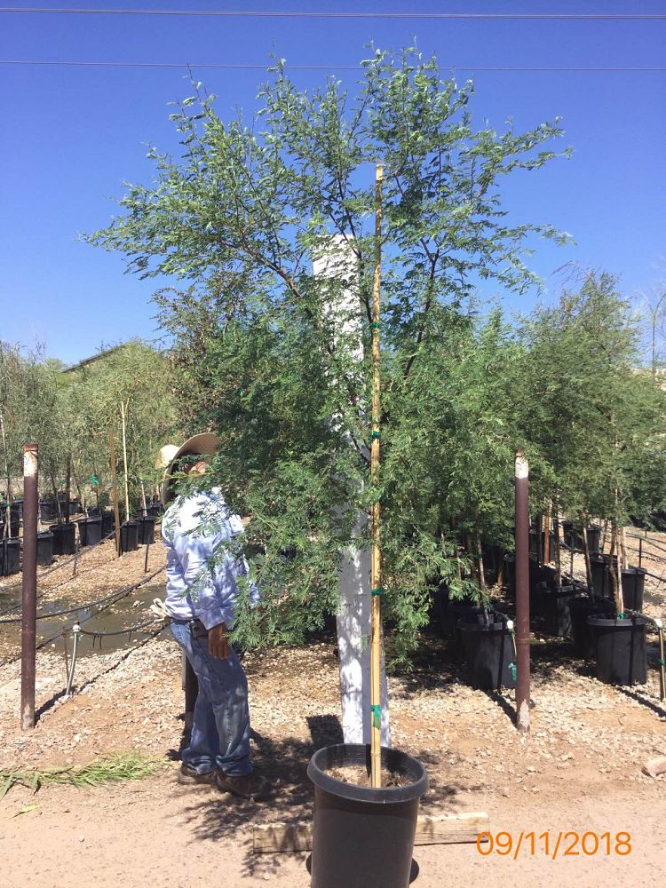 Arizona WholeSale Growers