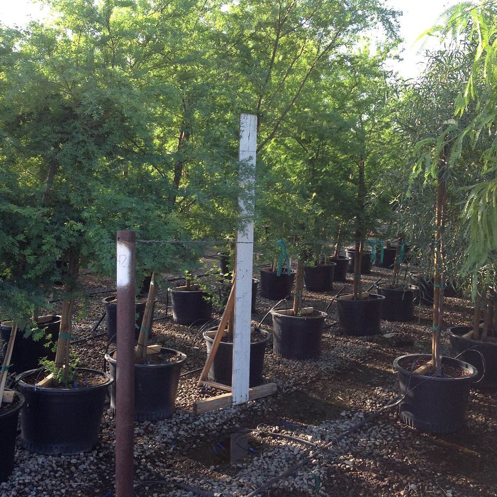 Arizona WholeSale Growers