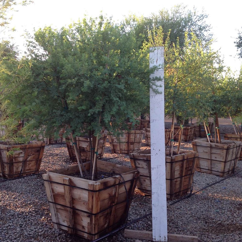 Arizona WholeSale Growers