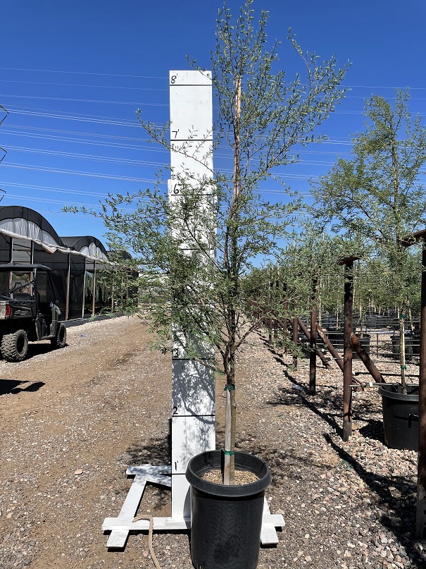 acacia-smallii