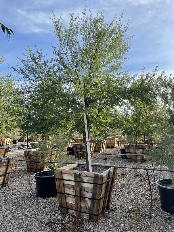 acacia-smallii