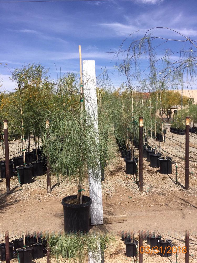 Arizona WholeSale Growers