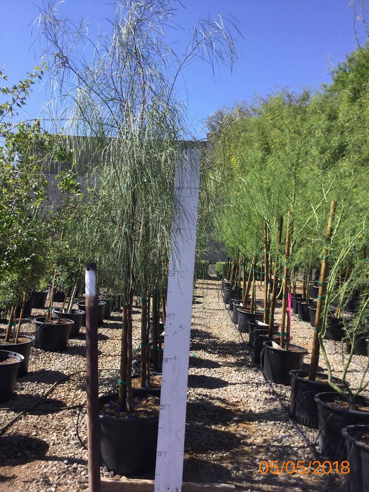 Arizona WholeSale Growers