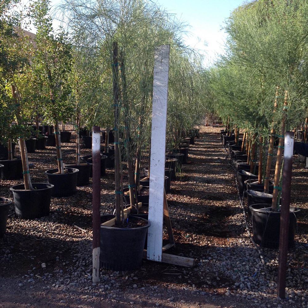 Arizona WholeSale Growers
