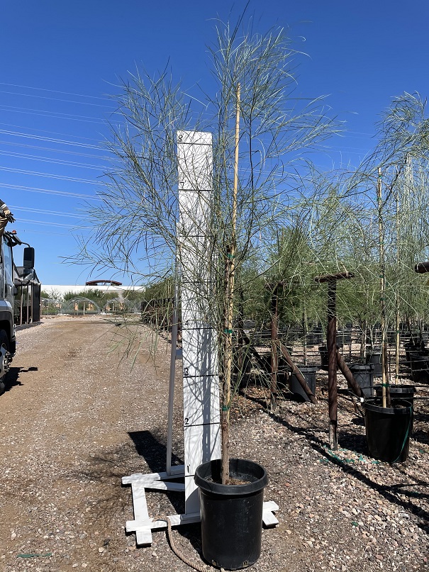 acacia-stenophylla-river-cooba
