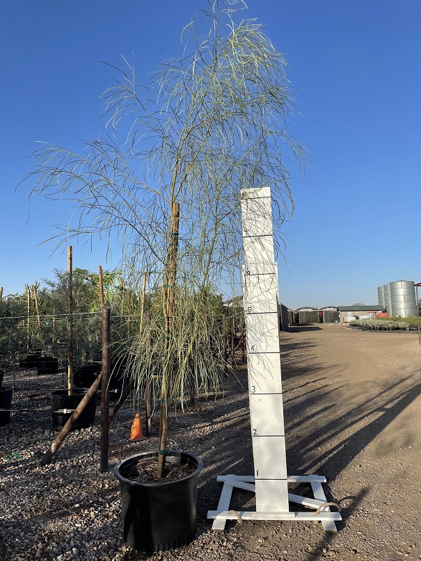 acacia-stenophylla-river-cooba