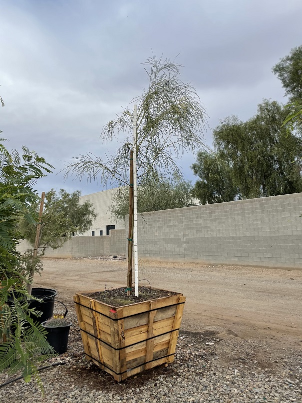 acacia-stenophylla-river-cooba