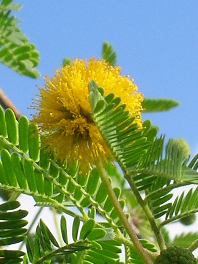 acacia-vachellia-sweet-acacia-acacia-farnesiana