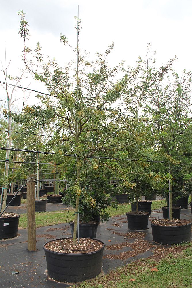 acacia-vachellia-sweet-acacia-acacia-farnesiana
