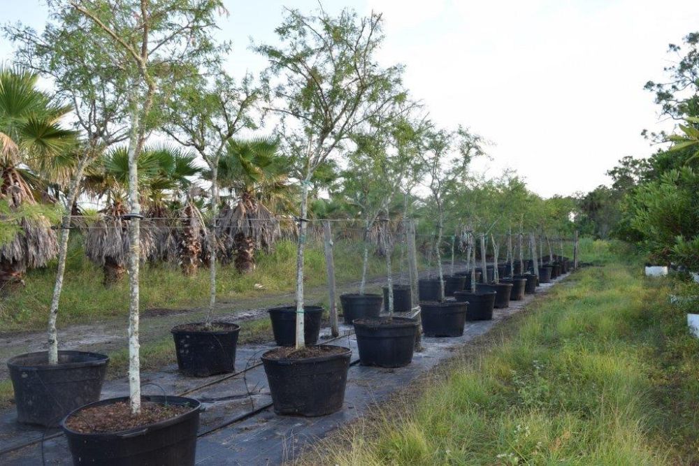 acacia-vachellia-sweet-acacia-acacia-farnesiana